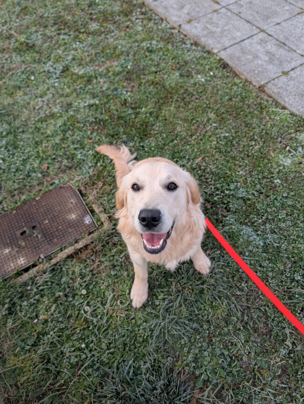 chien (7)