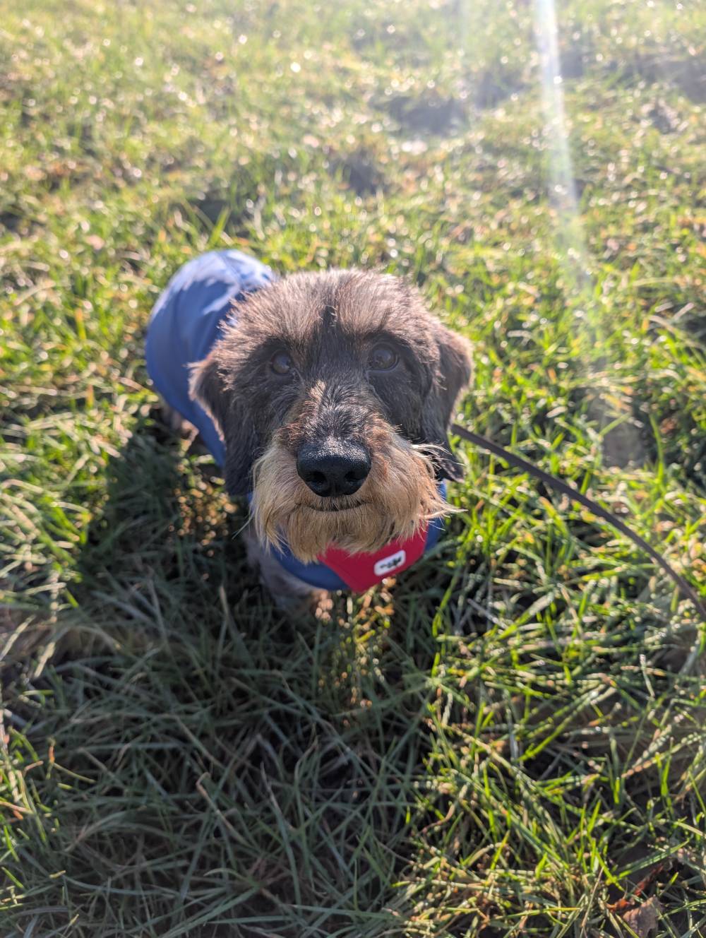 chien (10)