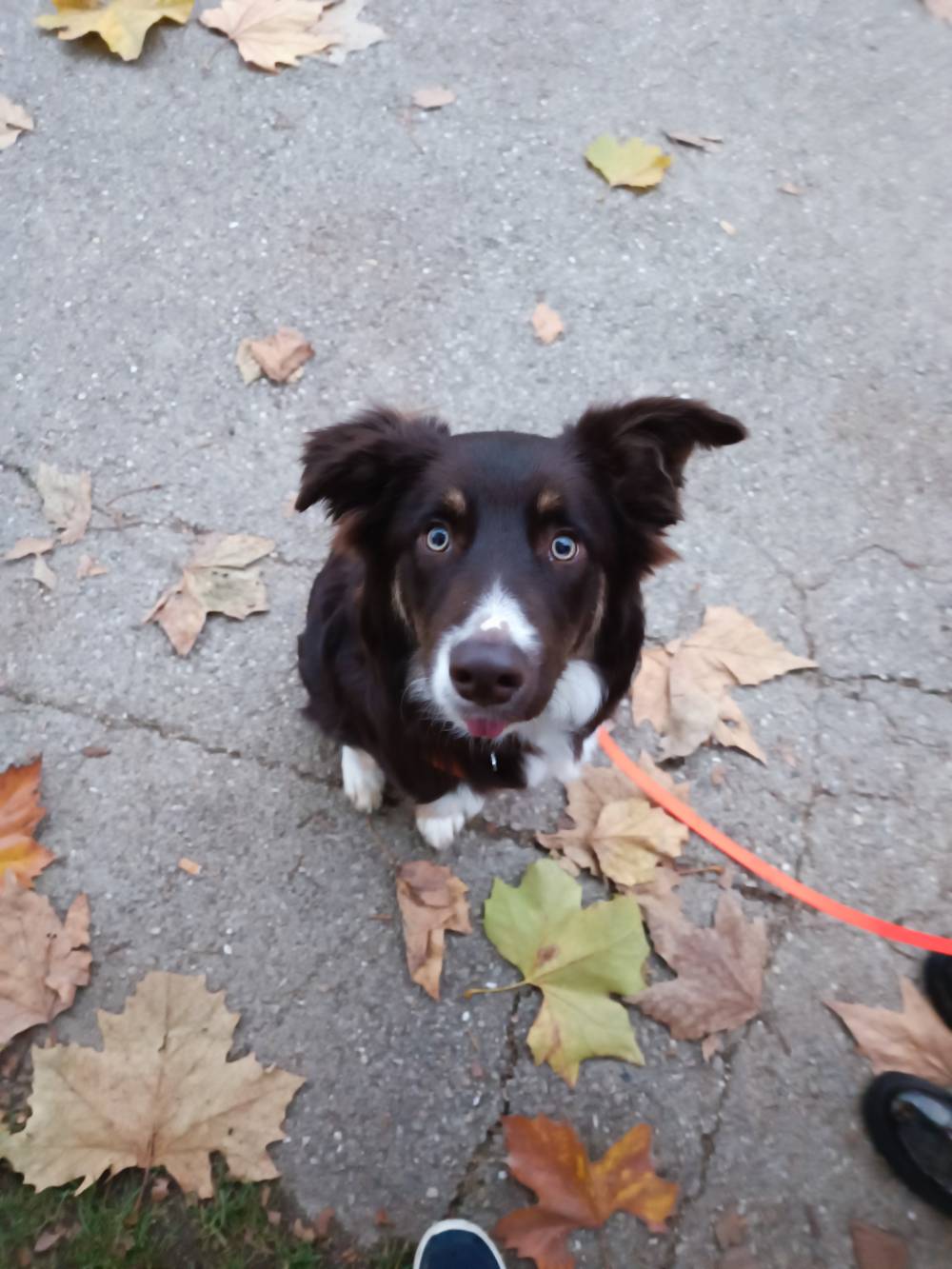 chien (14)