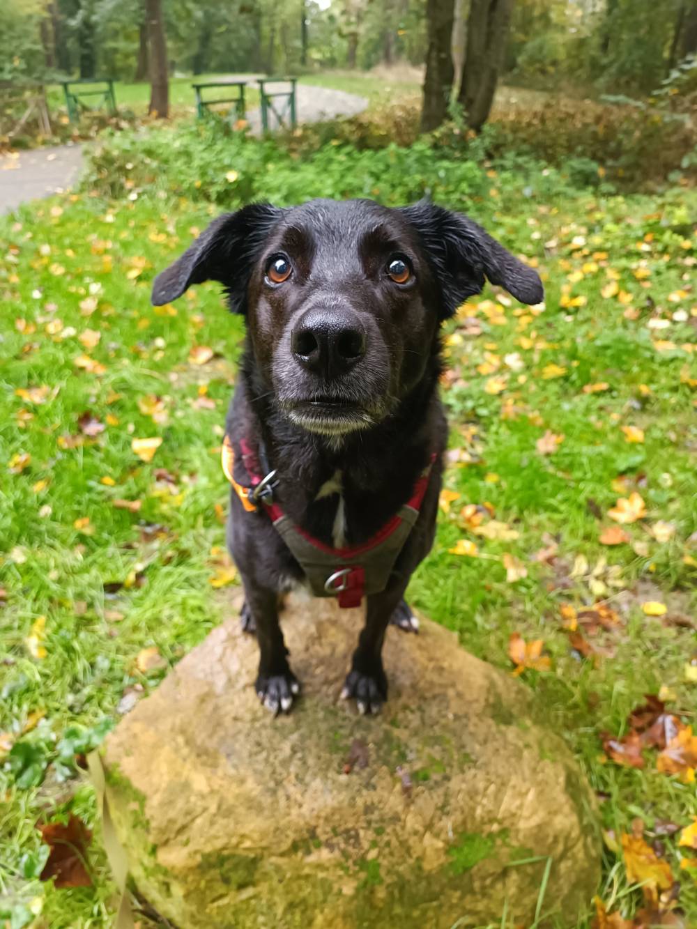 chien (17)