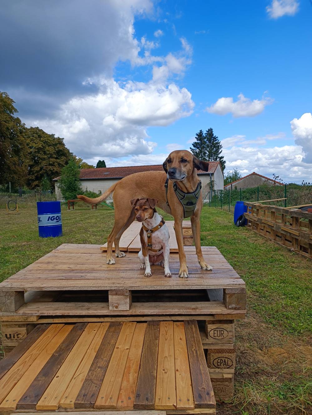 Promenade canine à Metz