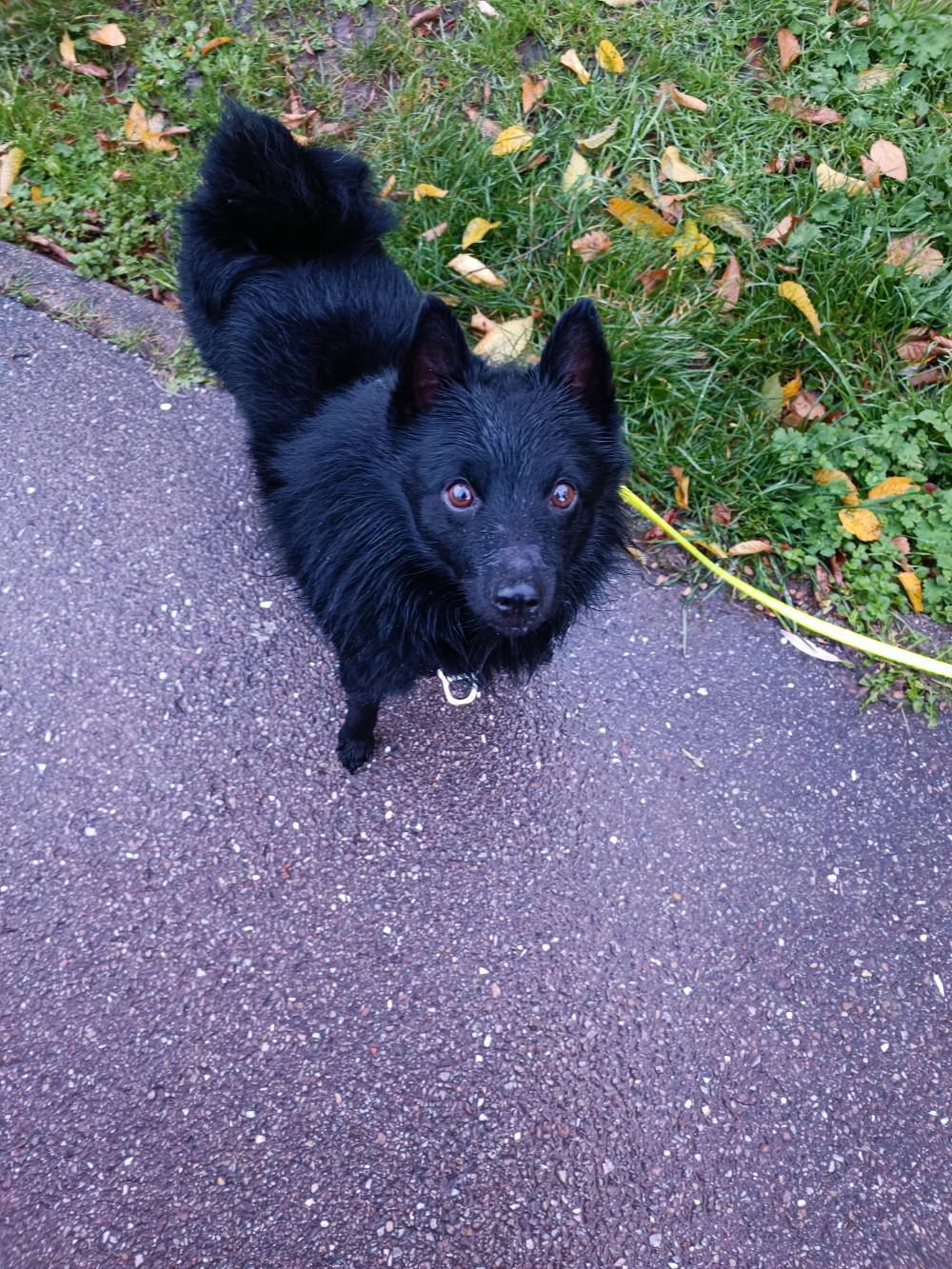 chien (25)