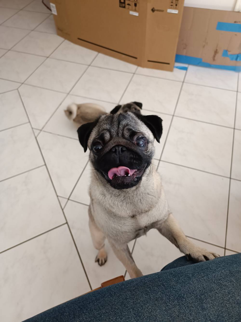 chien (26)