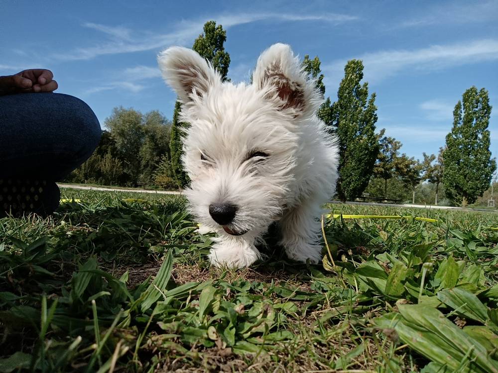chien (27)