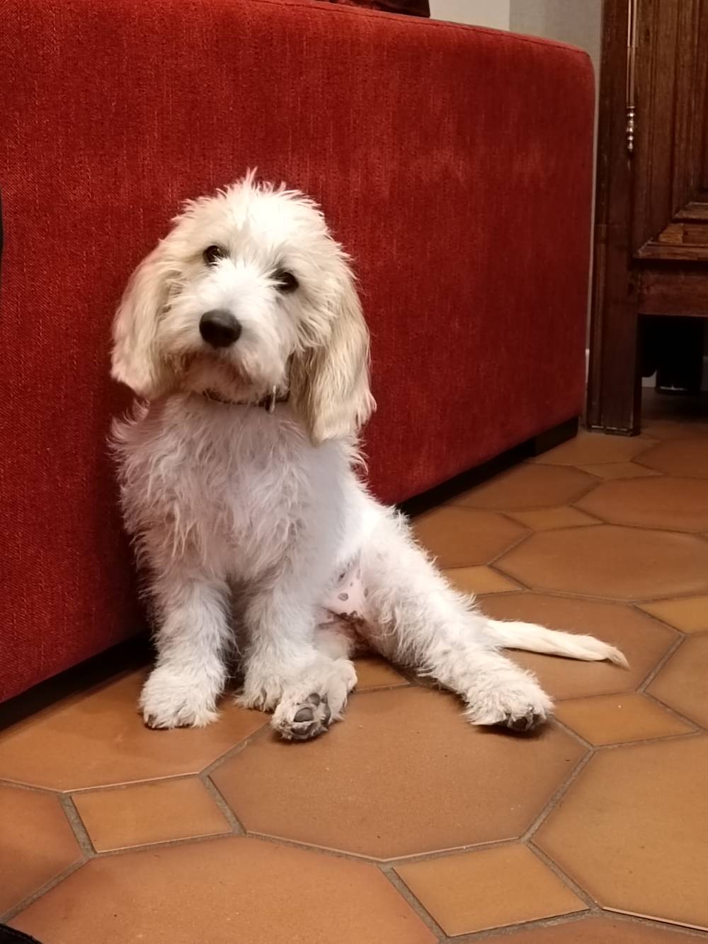 chien (28)