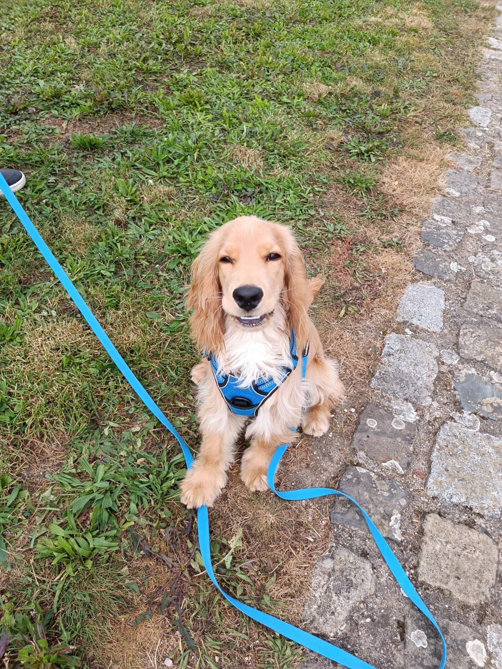 chien (29)
