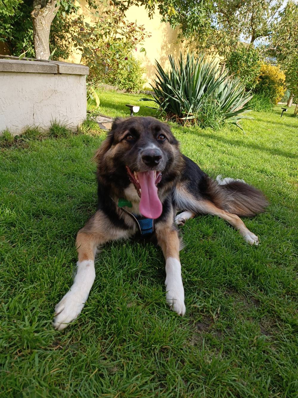 chien (32)