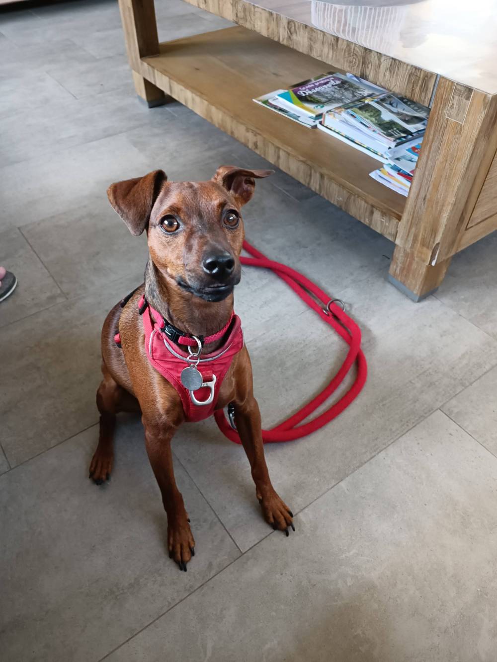 chien (34)