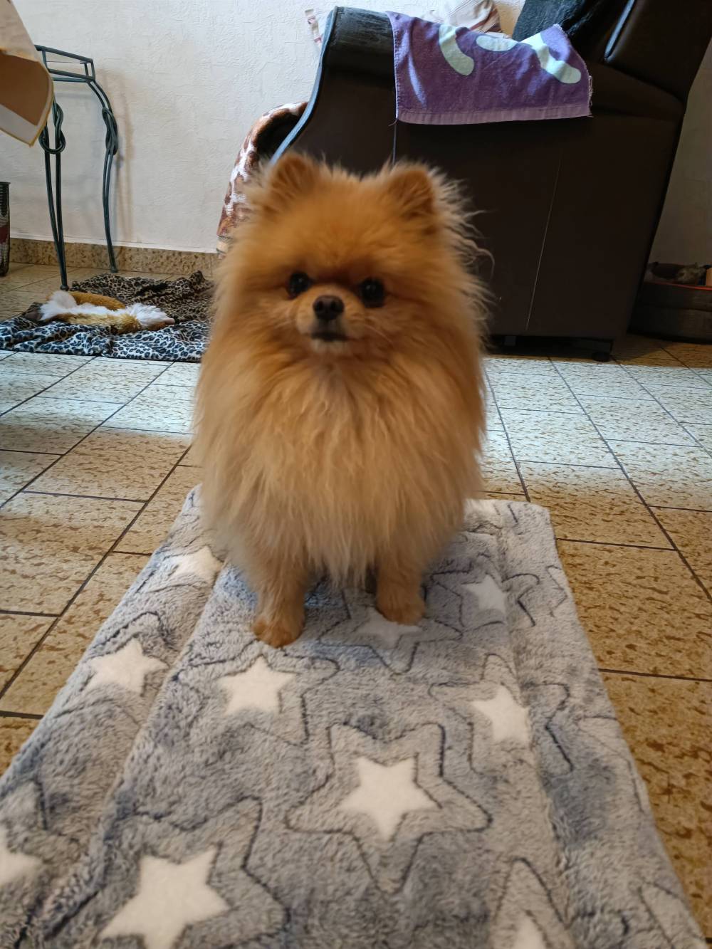 chien (37)