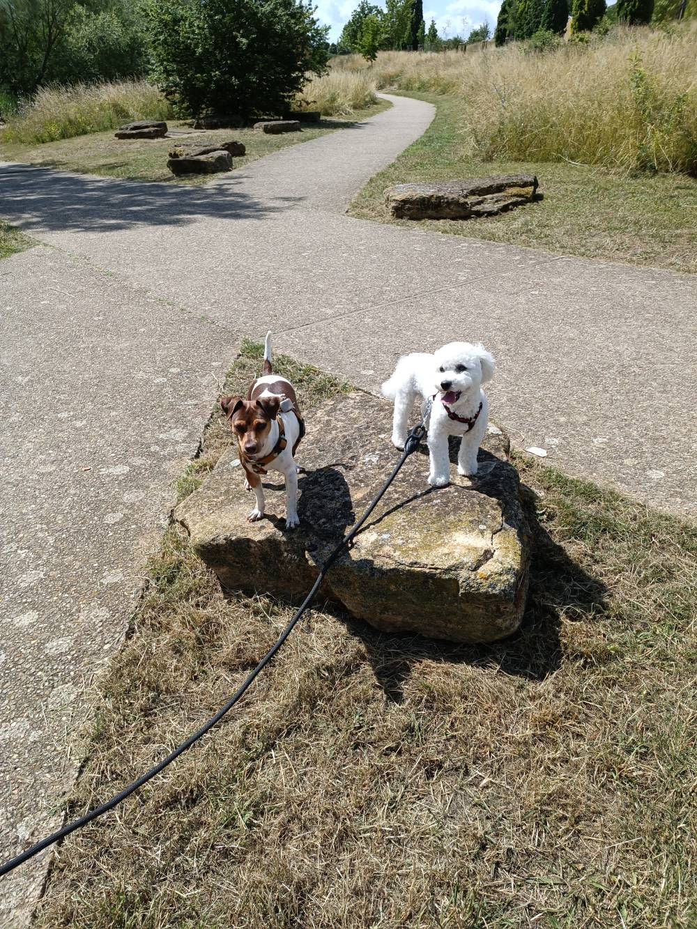 chien (38)