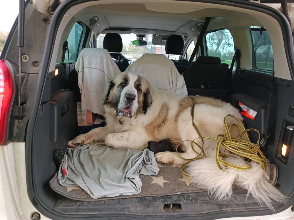 chien (39)