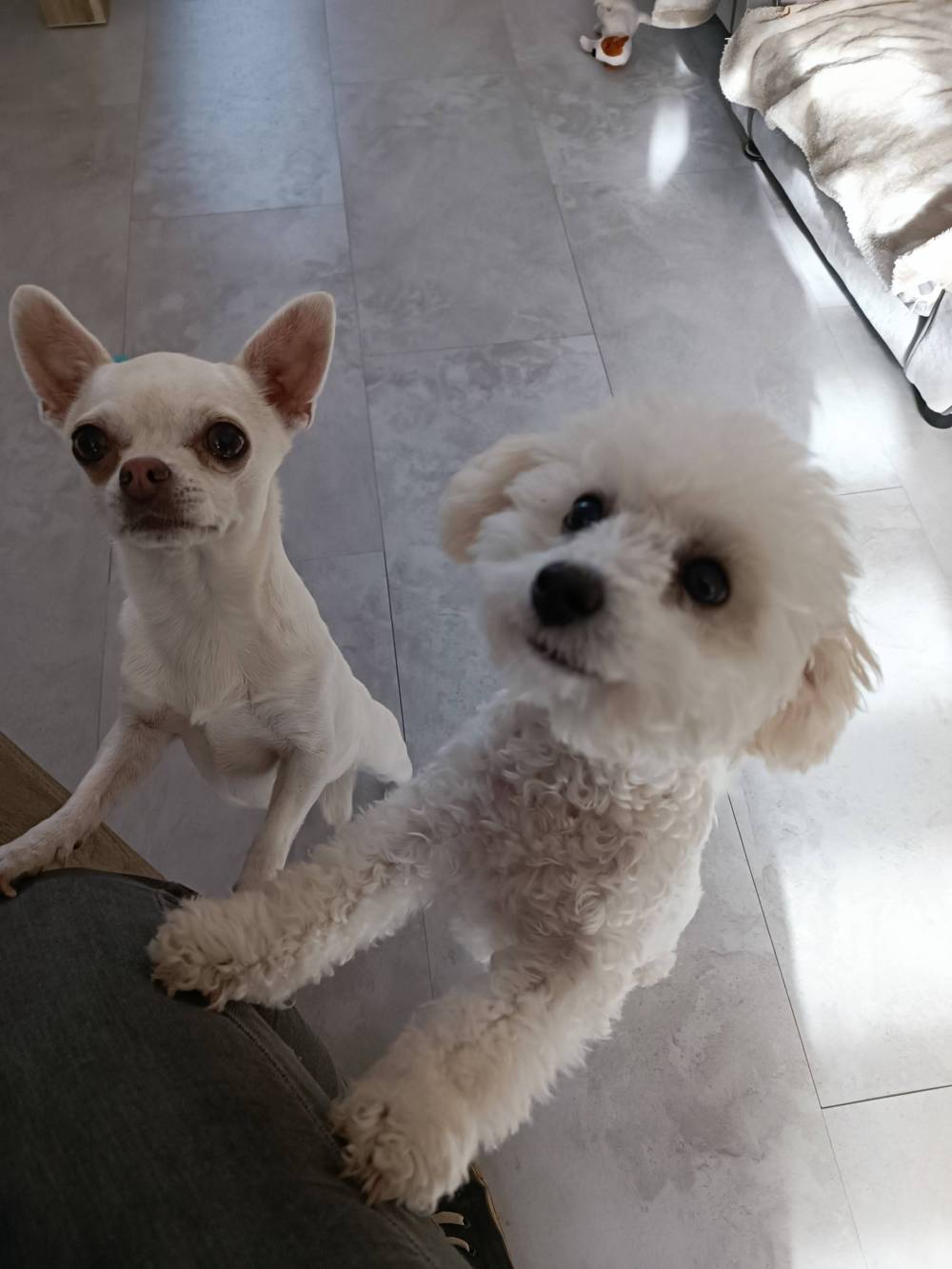 chien (40)
