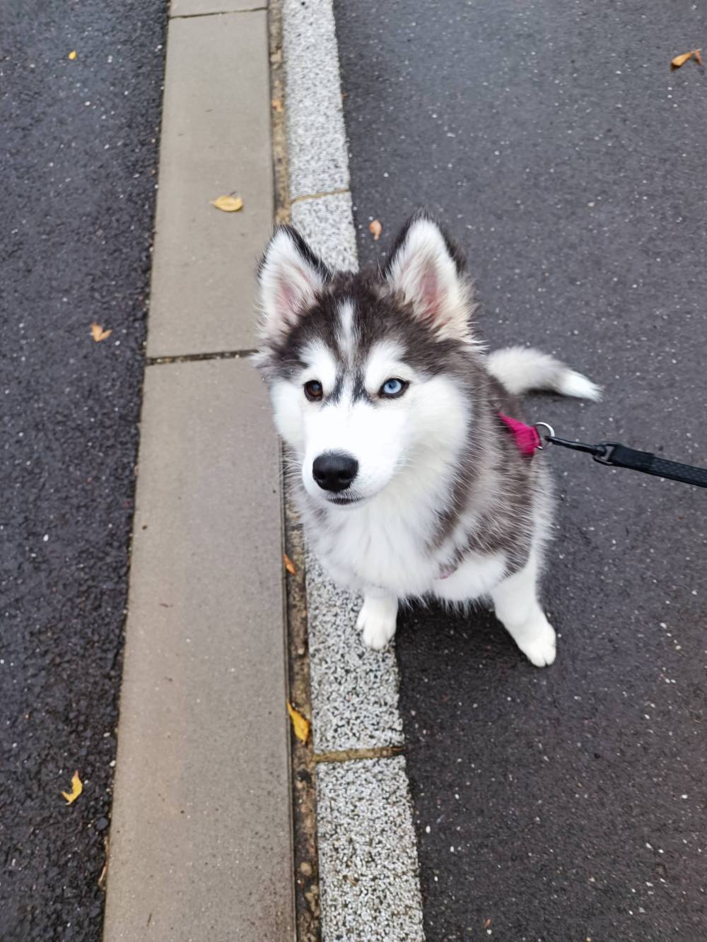 chien (43)
