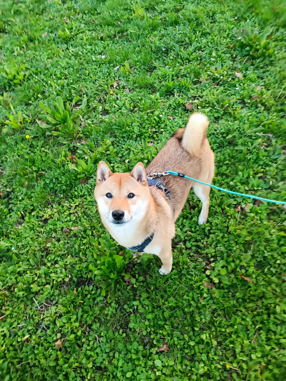 chien (49)