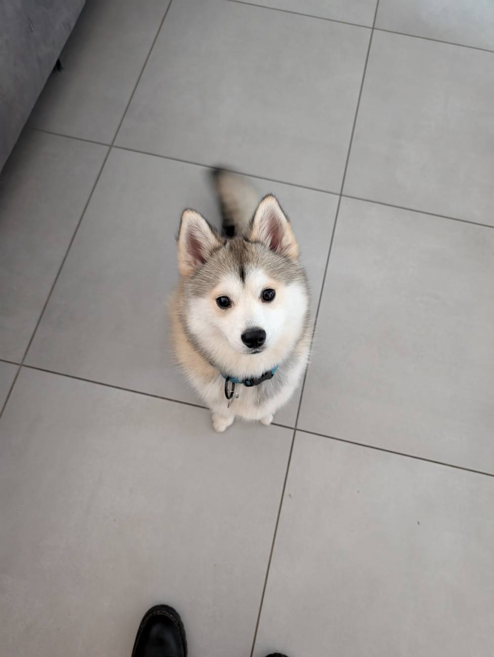 chien (51)