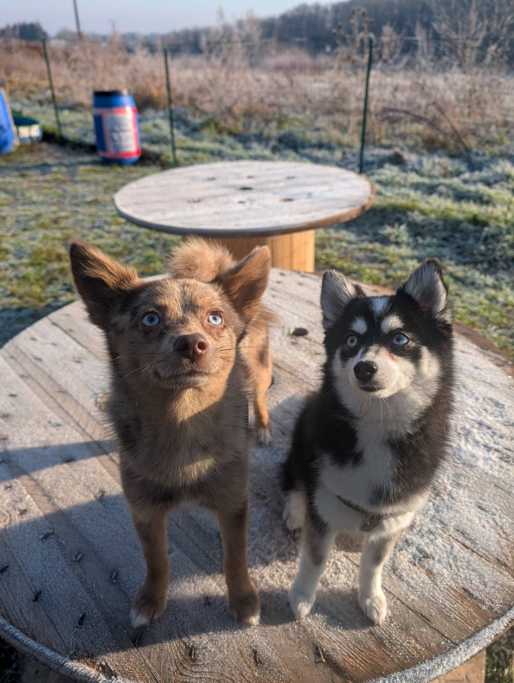 chien (52)