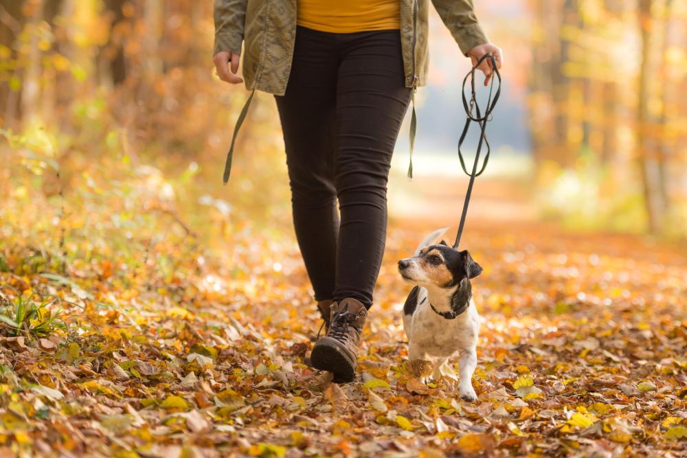promenade chien (2)